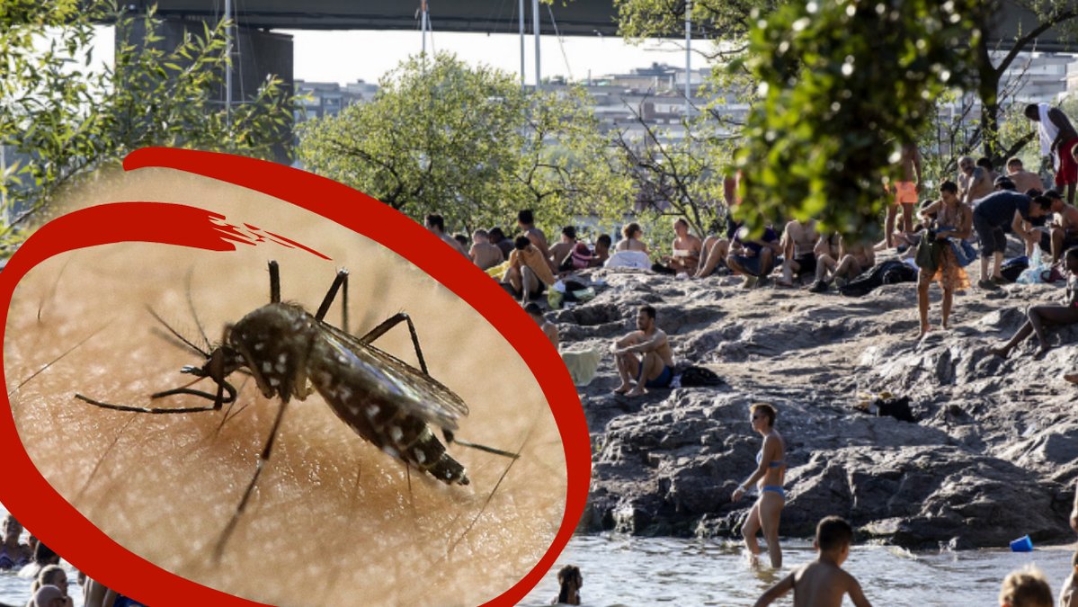 Extremhetten kan leda till att supermyggorna kommer till Sverige