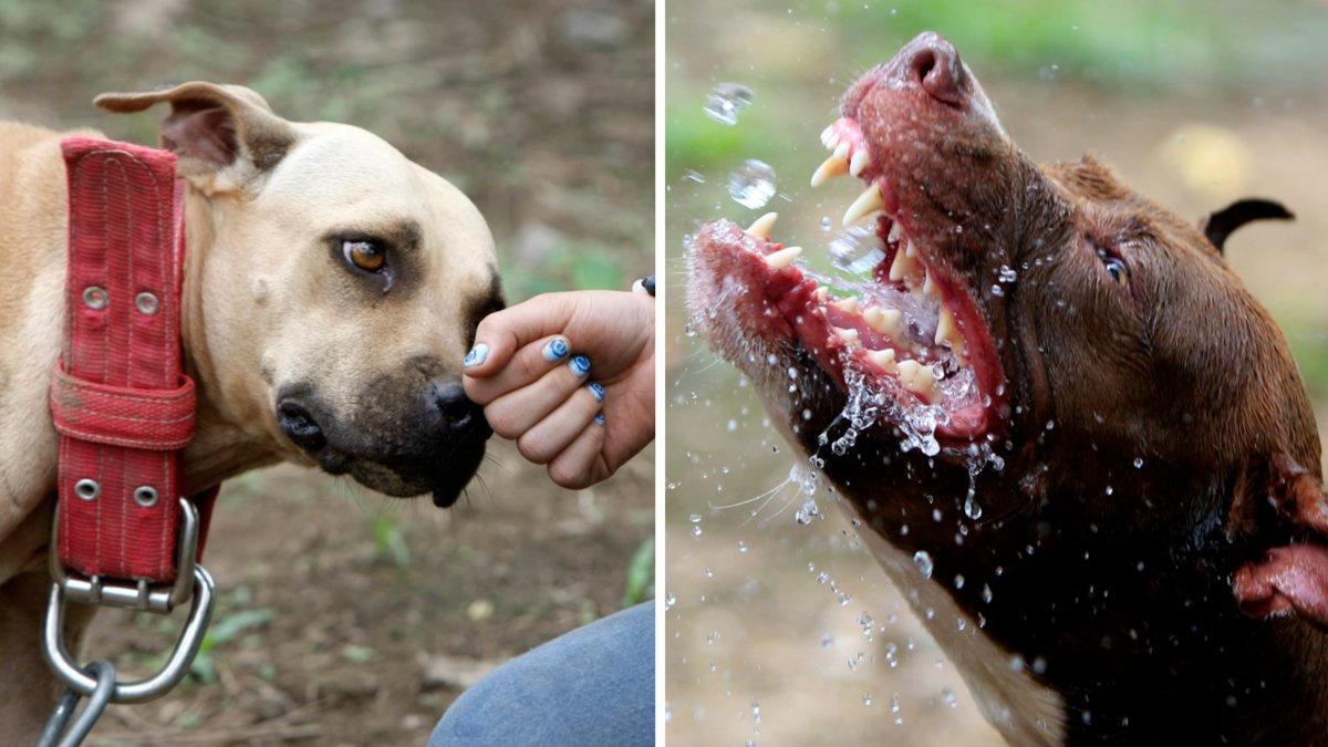 Hundar som avlats för kamp bakom flesta attacker. Genrebilder.