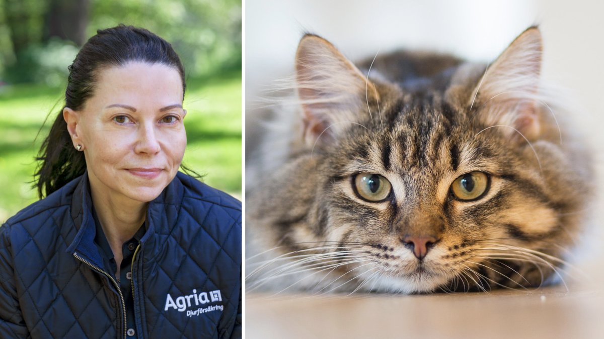 Hur vet du om din katt är olycklig?