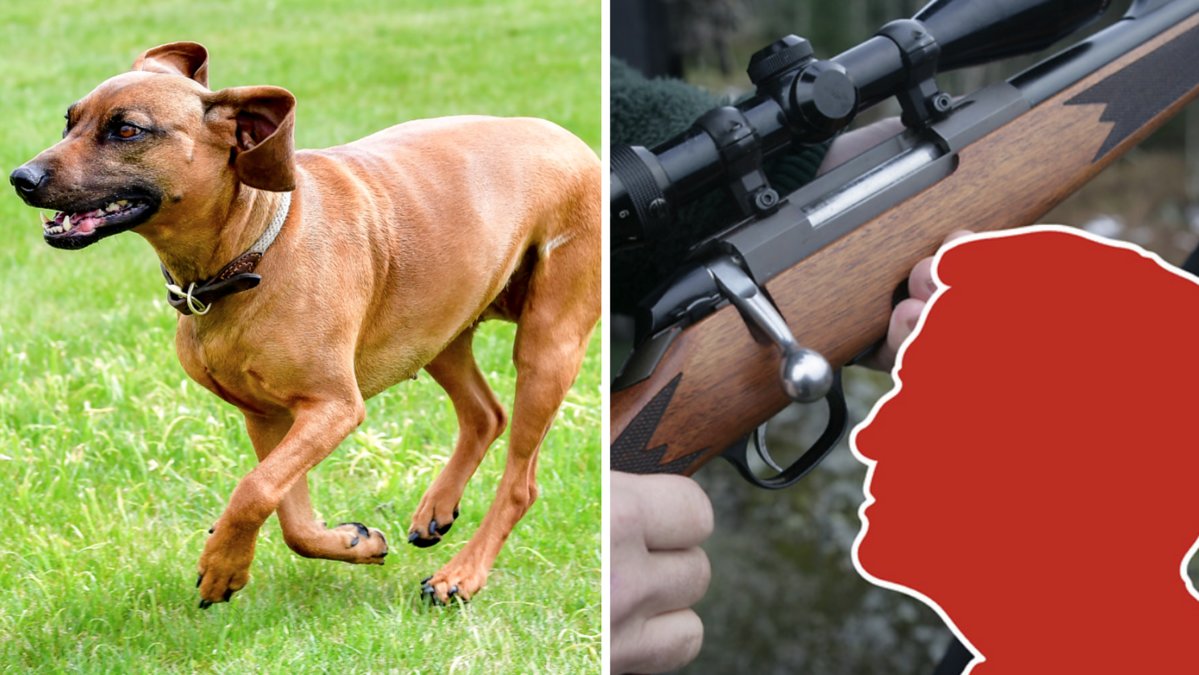 Jägaren misstog hunden för en räv och tryckte av.