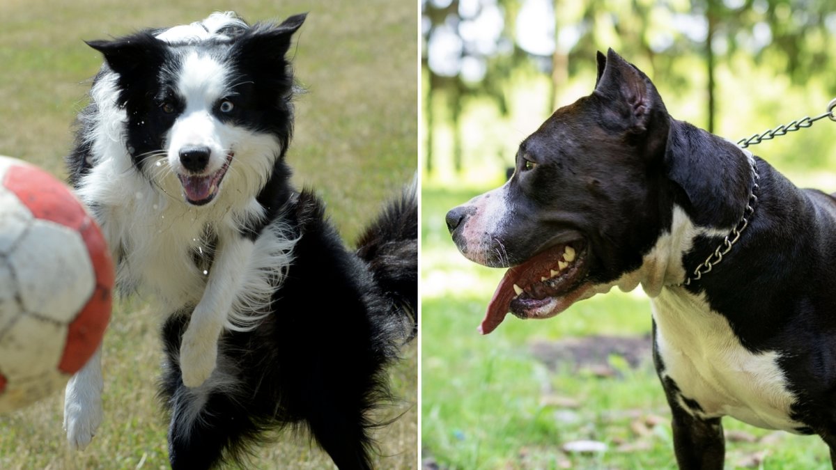 Risken att en hund biter en människa är större i vissa situationer. Genrebilder. 