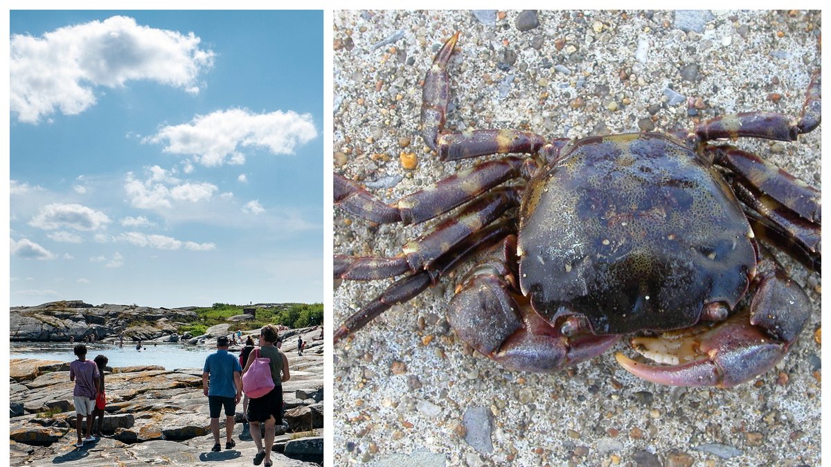 Myndigheterna varnar för blåskrabba och kinesisk ullhandskrabba i svenska vatten.