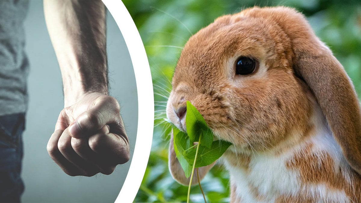 Hare misstänkts ha blivit torterad på förskola.