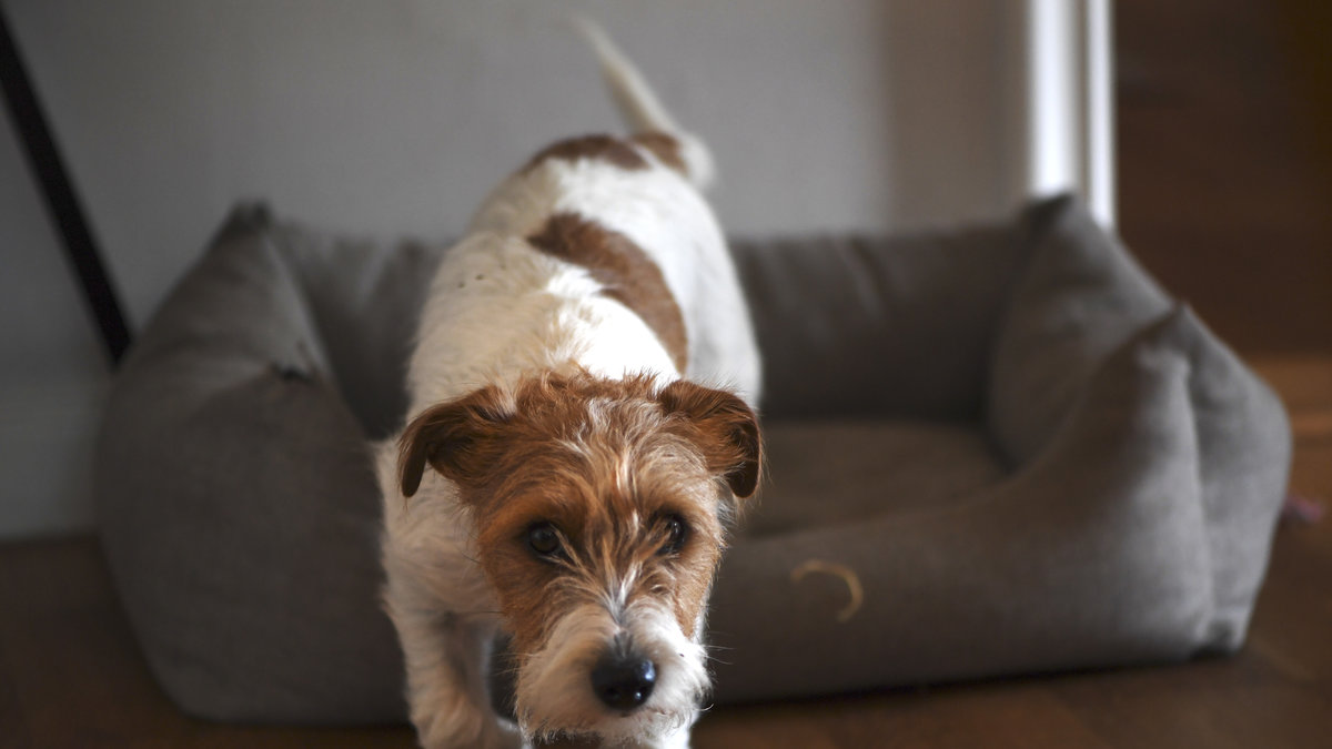 En Jack Russell terrier. Genrebild.
