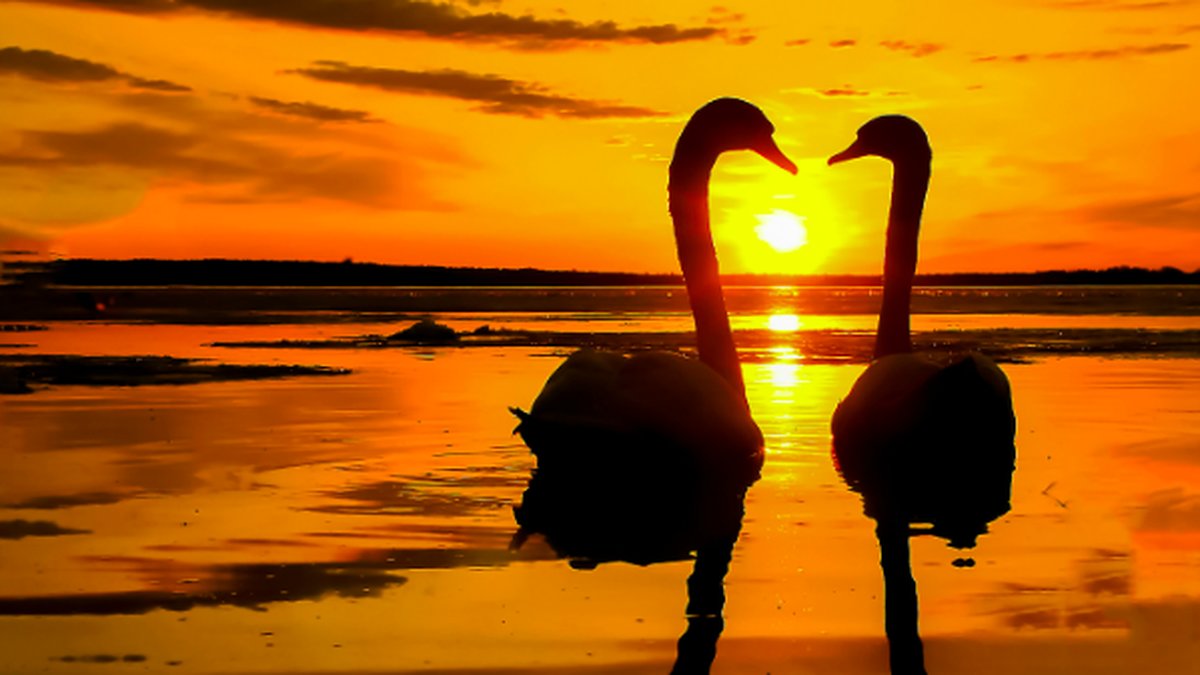 Svan dog av hjärtesorg.