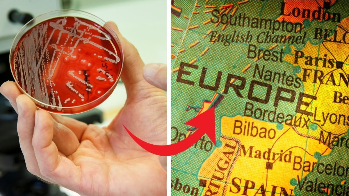 Bakteriebricka till vänster, Europakarta till höger. 