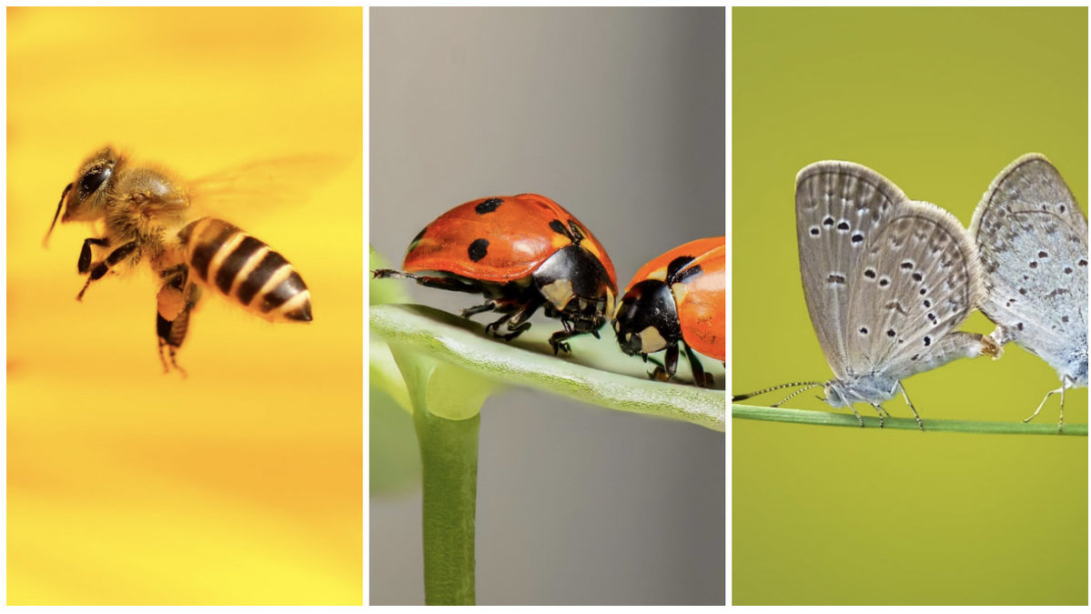 Insekter.