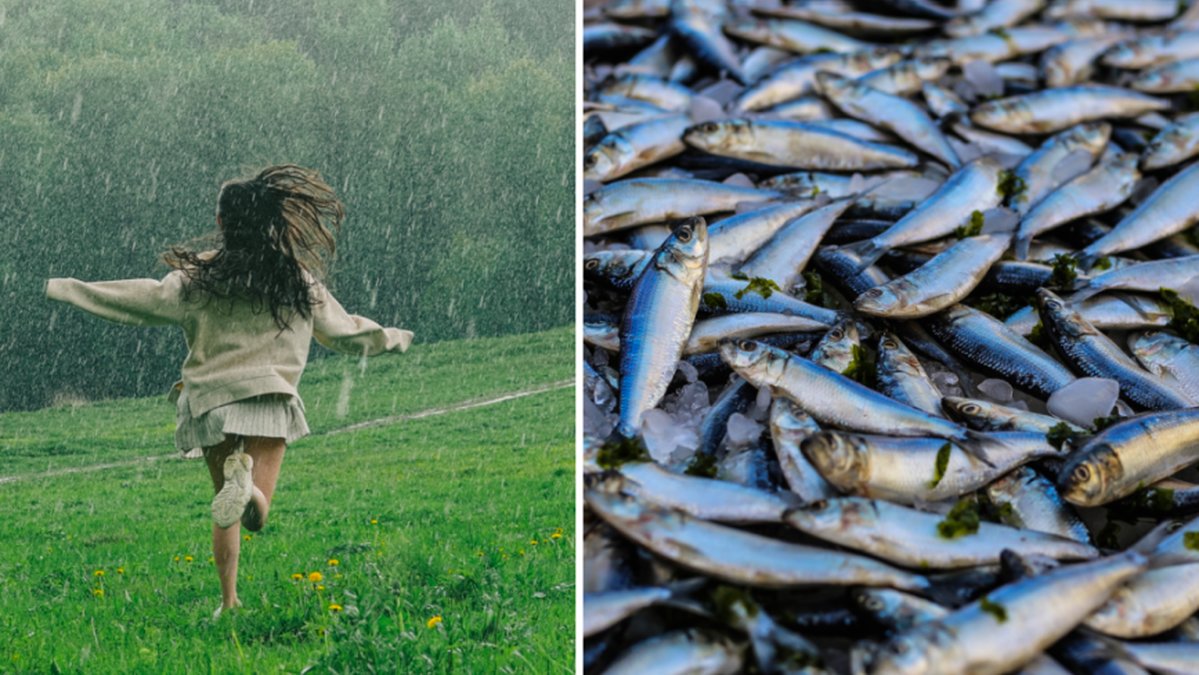 Bisarra väderfenomenet – regnade fisk från himlen: Inte ett skämt”