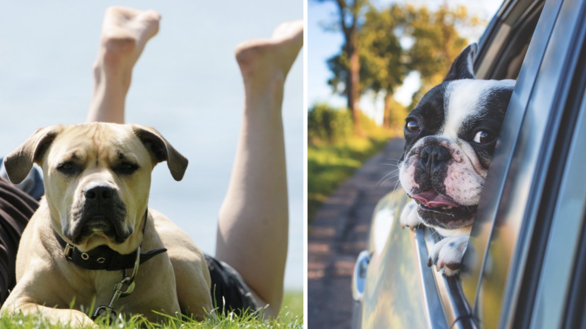 Livsfarligt att lämna sin hund i varm bil