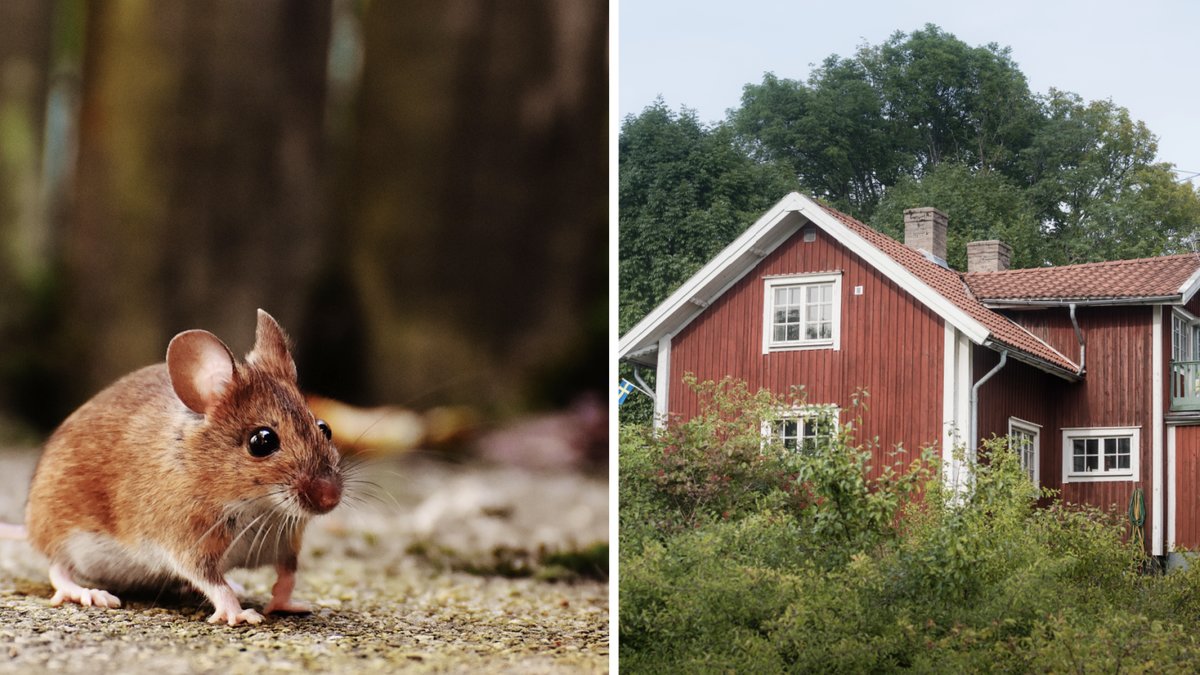 Så håller du mössen borta i vår – detta ska du undvika