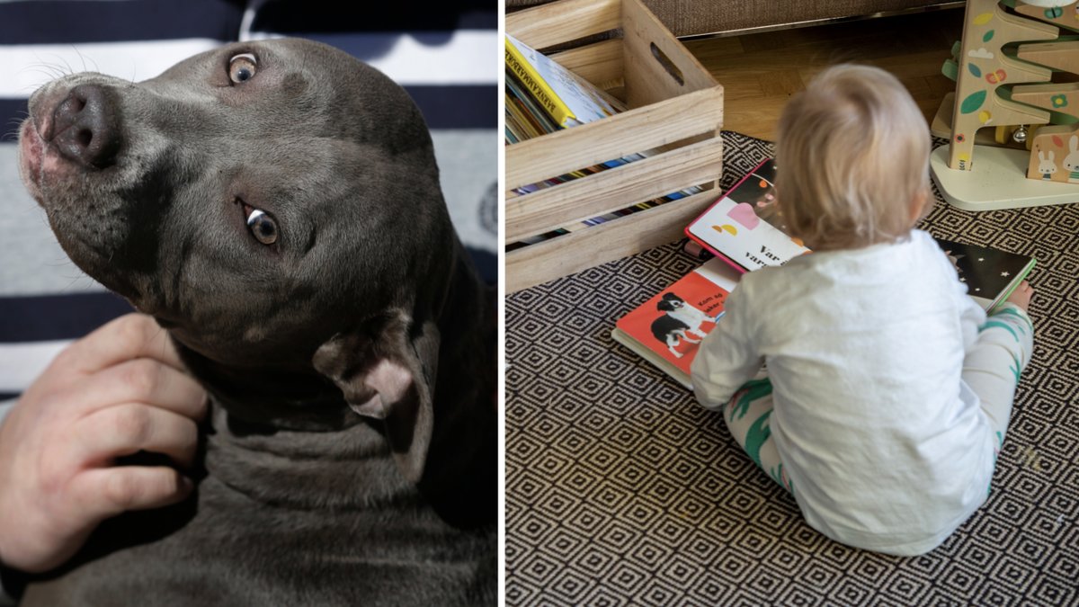 Genrebilder på pitbull och barn.