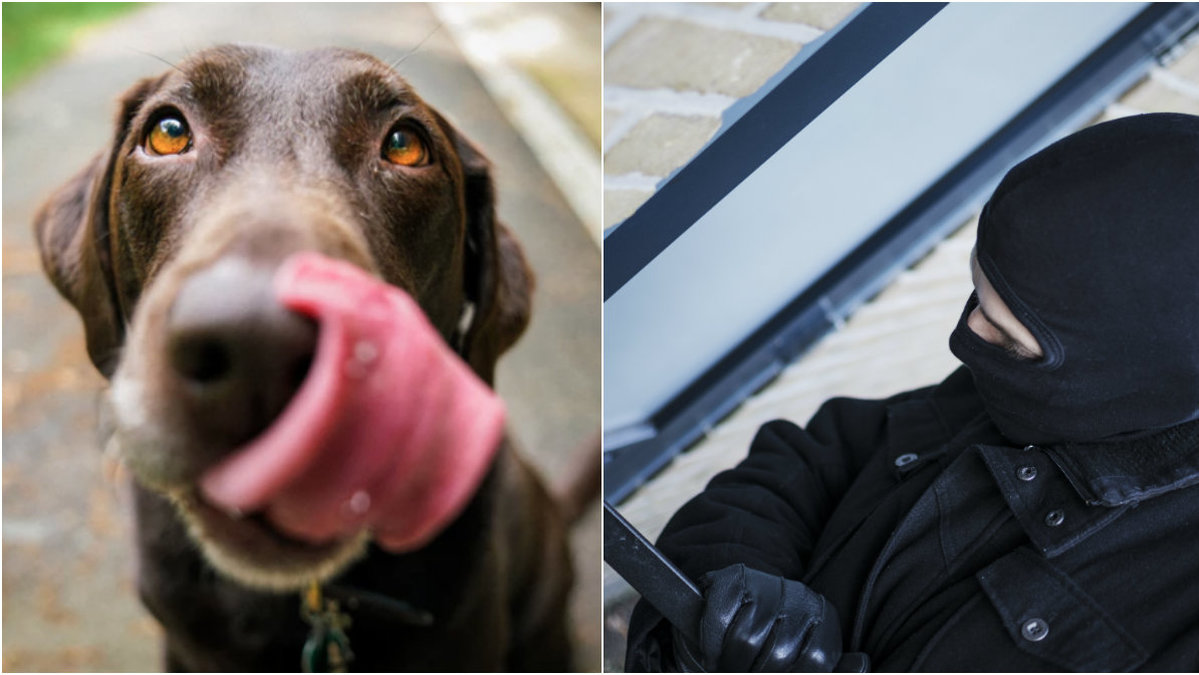Hund, inbrott.