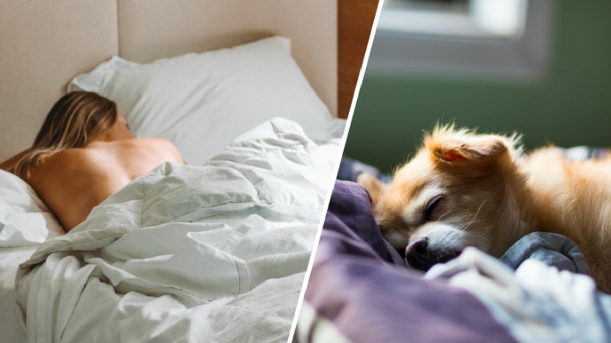 Sovande kvinna, sovande hund