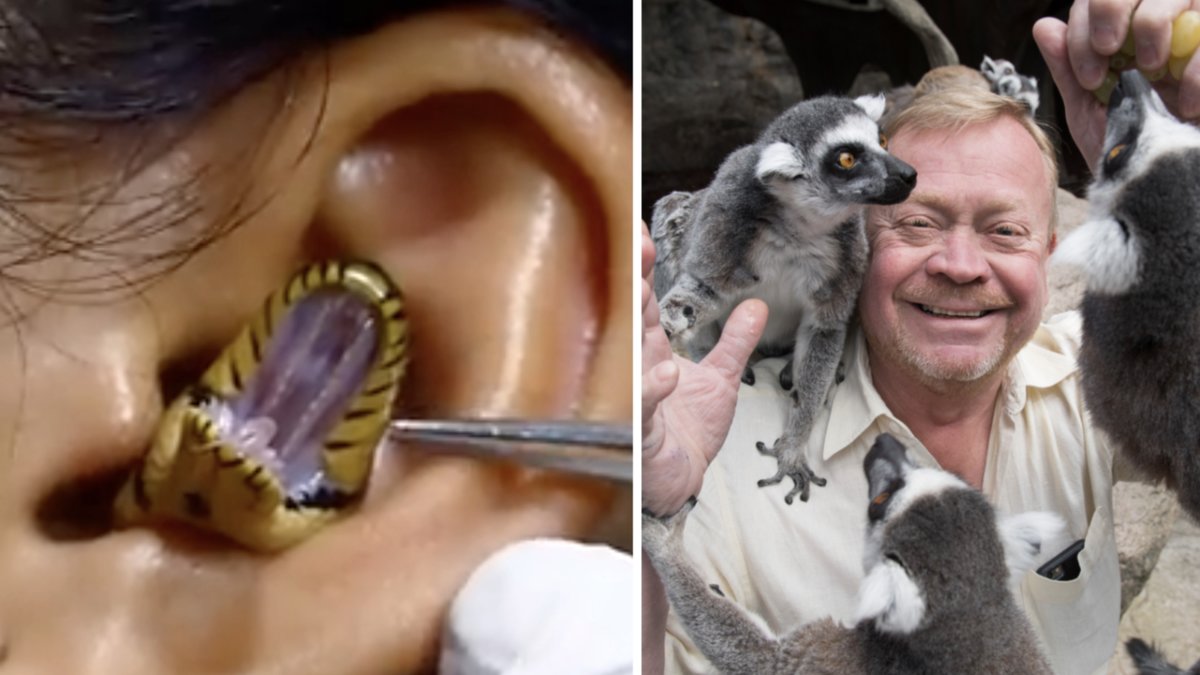 Nyheter24 bad Skansen-Jonas om hjälp för att reda ut den virala ormvideon. 