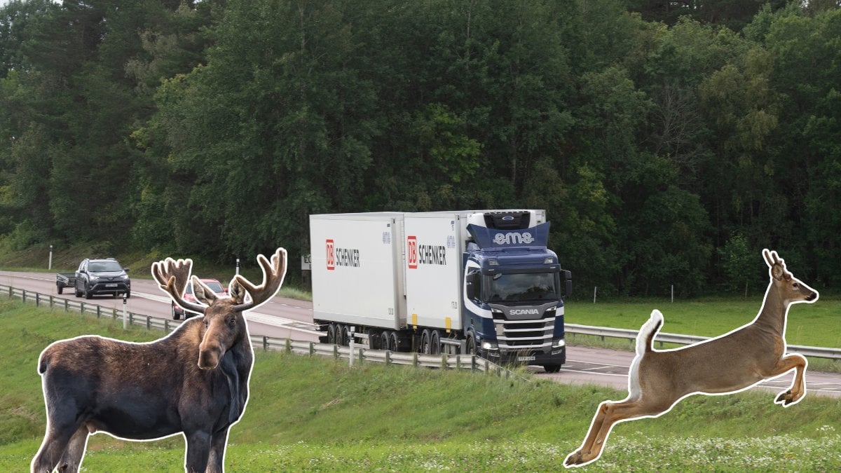 Älg, rådjur bil, trafik