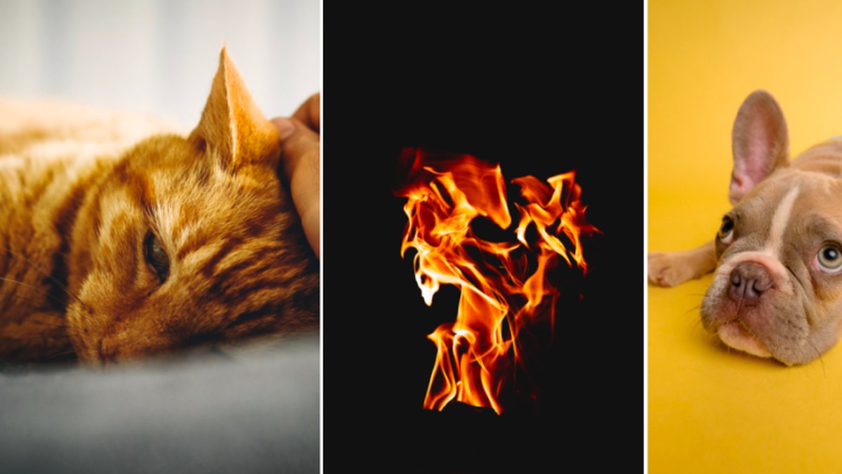 Så gör du om ditt djur har fått värmeslag.