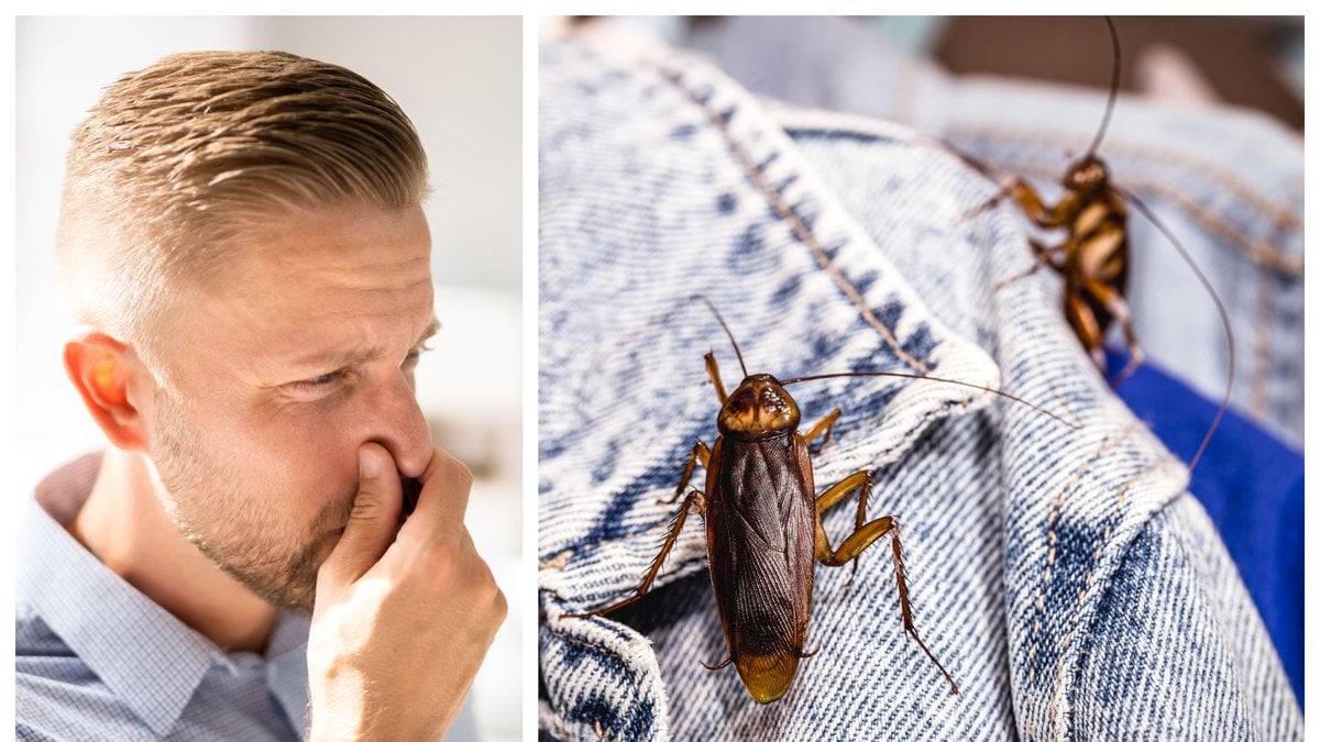Kackerlackor utsöndrar ett sekret som luktar.