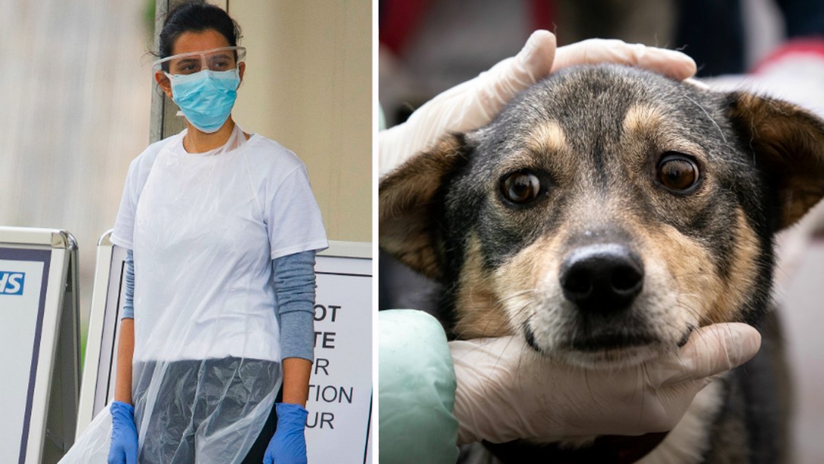 Hundar kommer kunna lukta sig till coronasmittade människor.