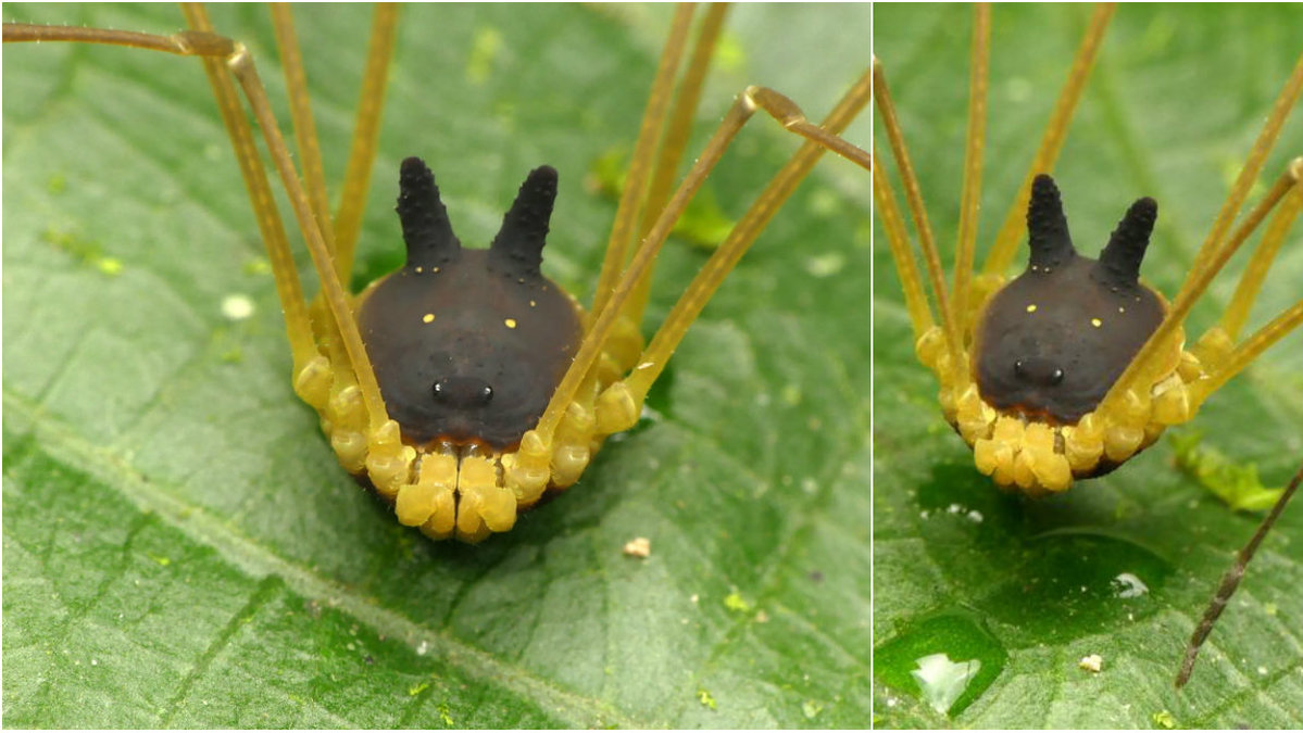 Bunny Harvestman