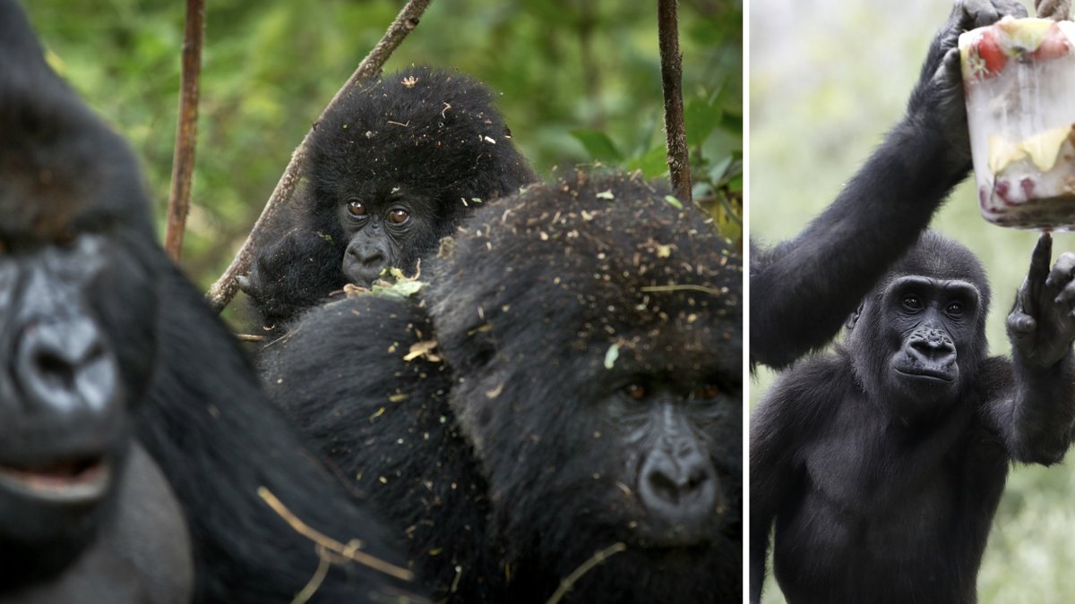 Gorillor, vänner