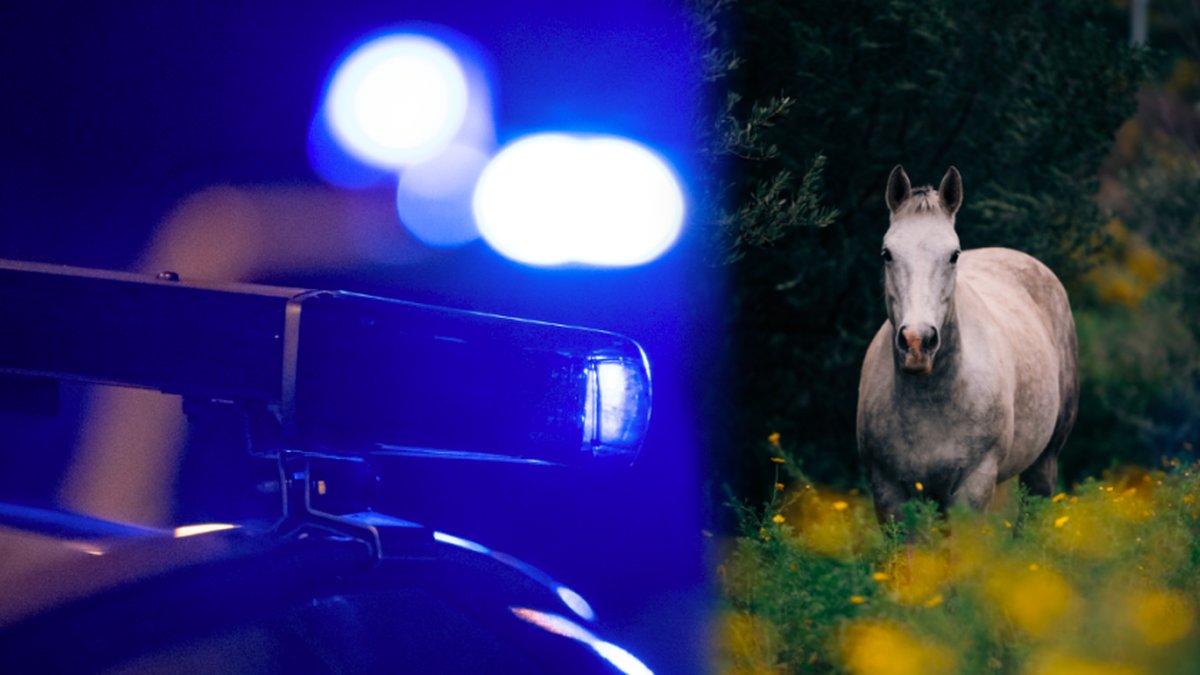 Hästmord i Frankrike