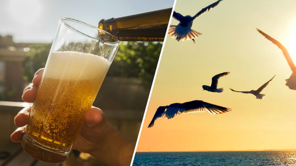 Fulla fiskmåsar härjar i Storbritannien.