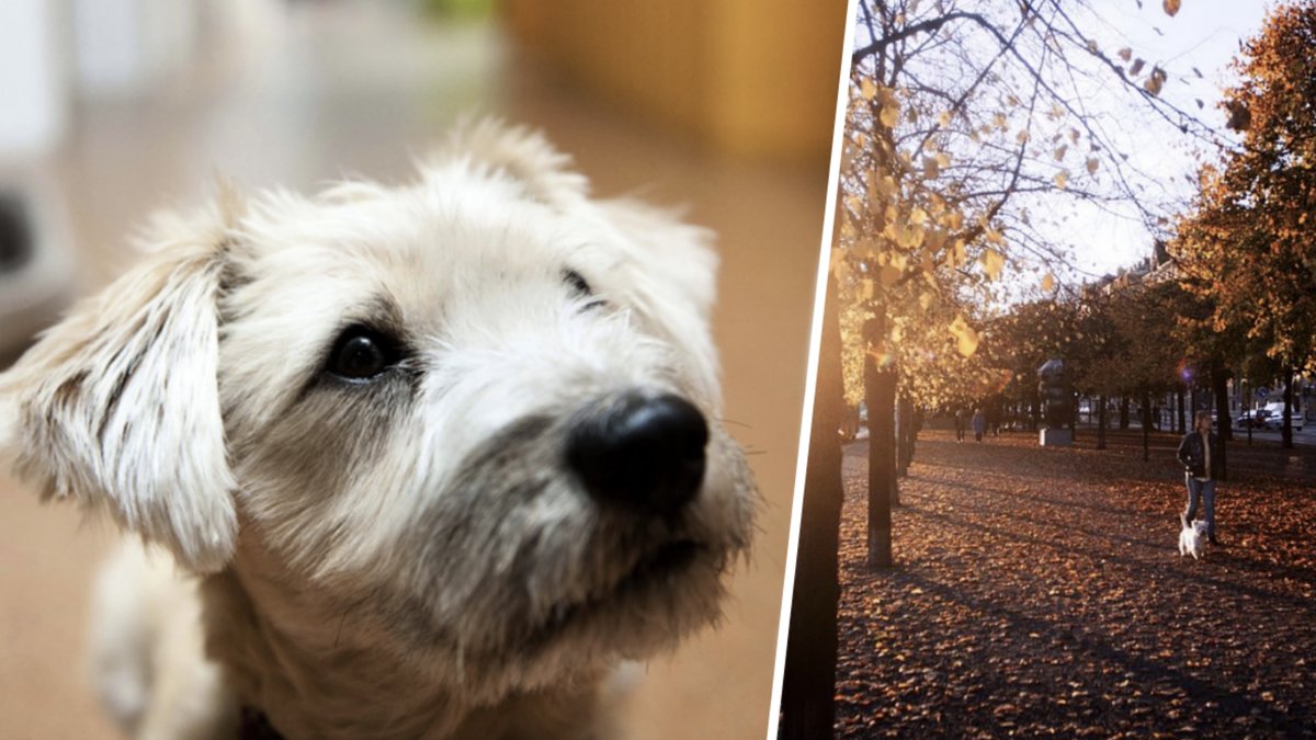 Hund råttgift