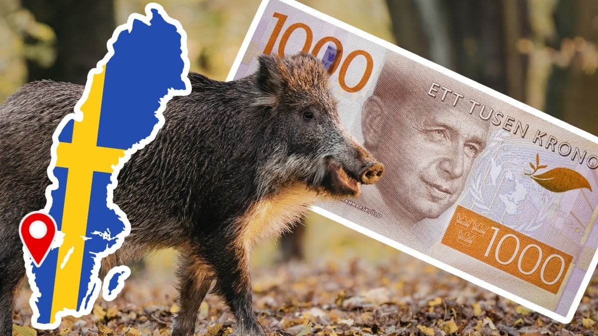 Vildsvin och en svensk tusenlapp