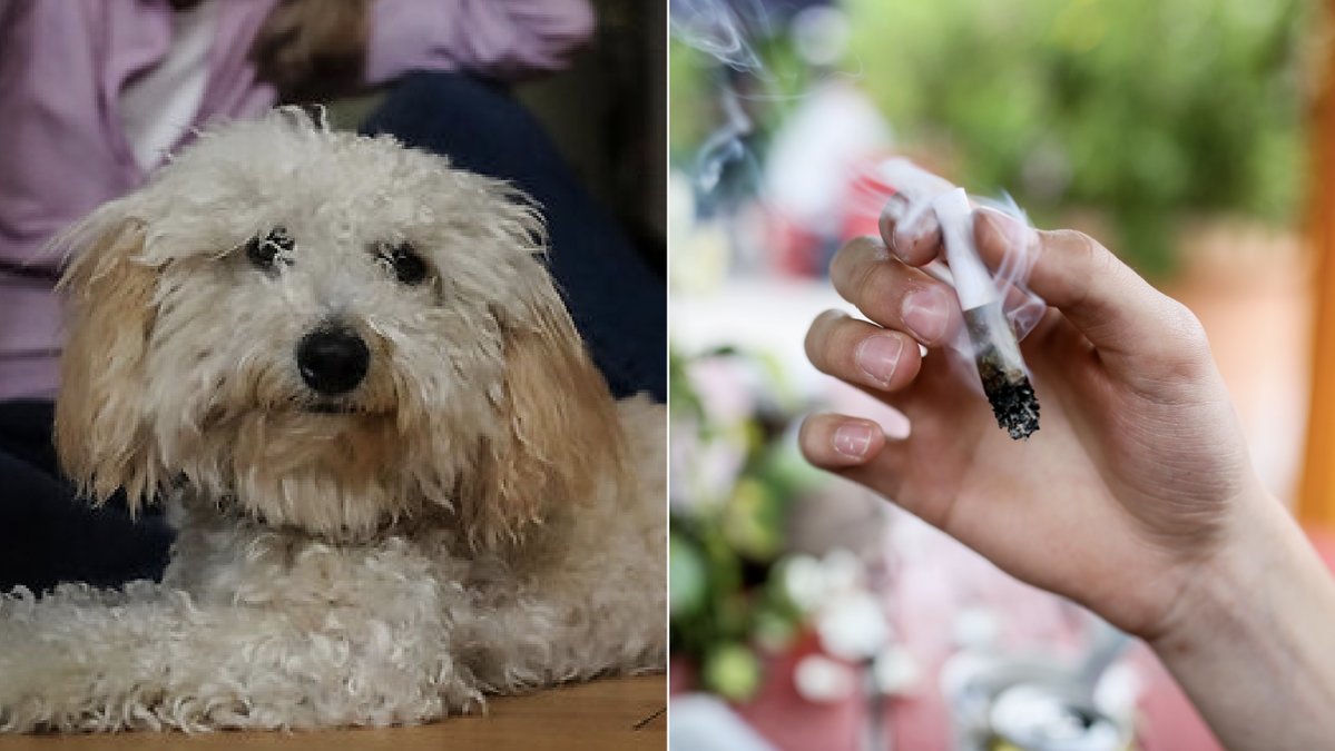 Åtta månader gamla toypudeln Bondi har förgiftats tre gånger.