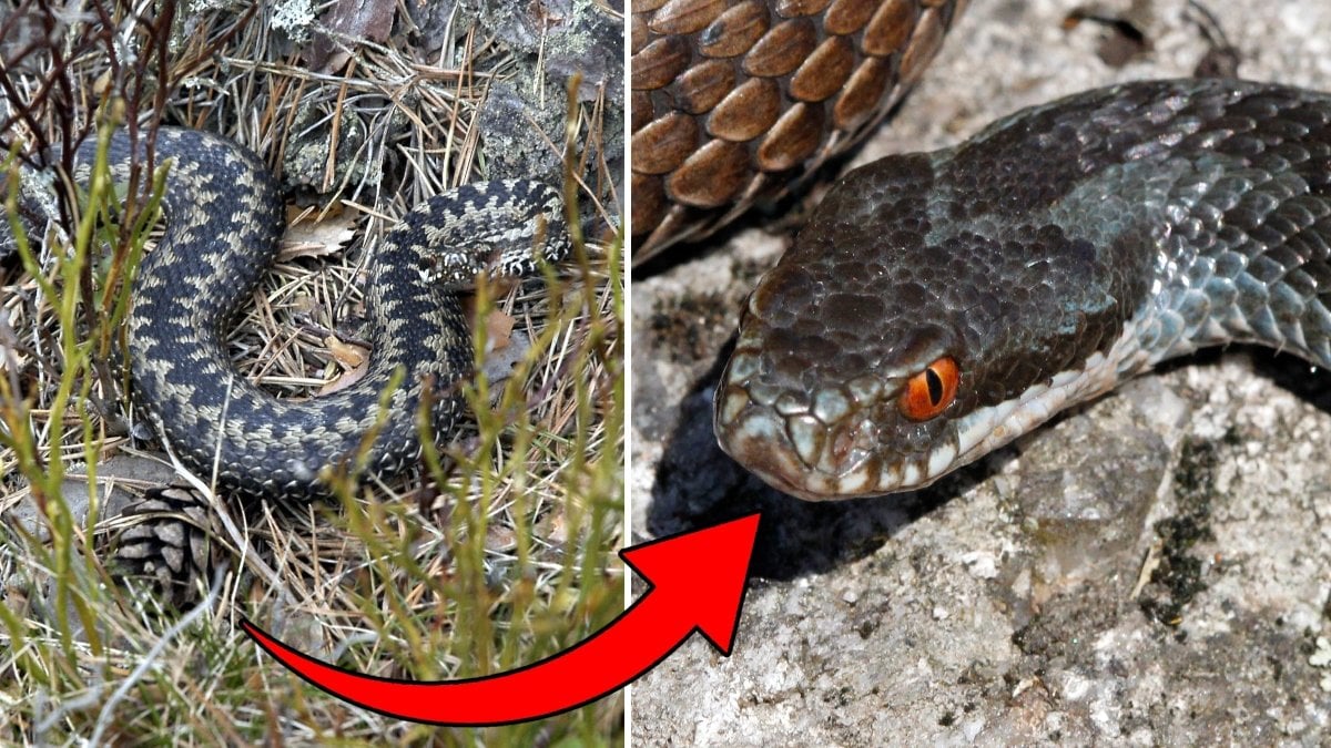 Bilder på huggormar.