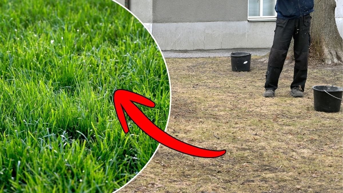 Bild på torrt gräs och frodigt grönt gräs.