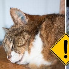 Katt och hund.