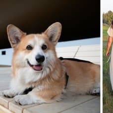 Hund på en brygga och en kvinna och ett barn som går med en hund i gräset.