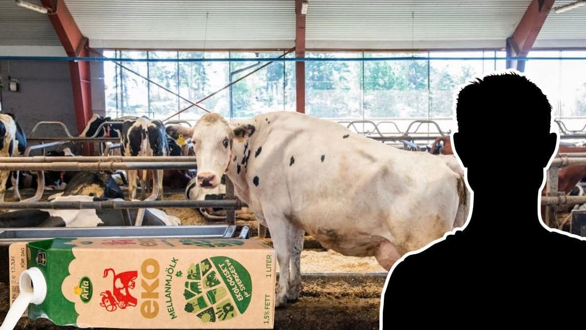 Ko, mjölkpaket och siluett av en man.