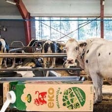 Ko, mjölkpaket och siluett av en man.