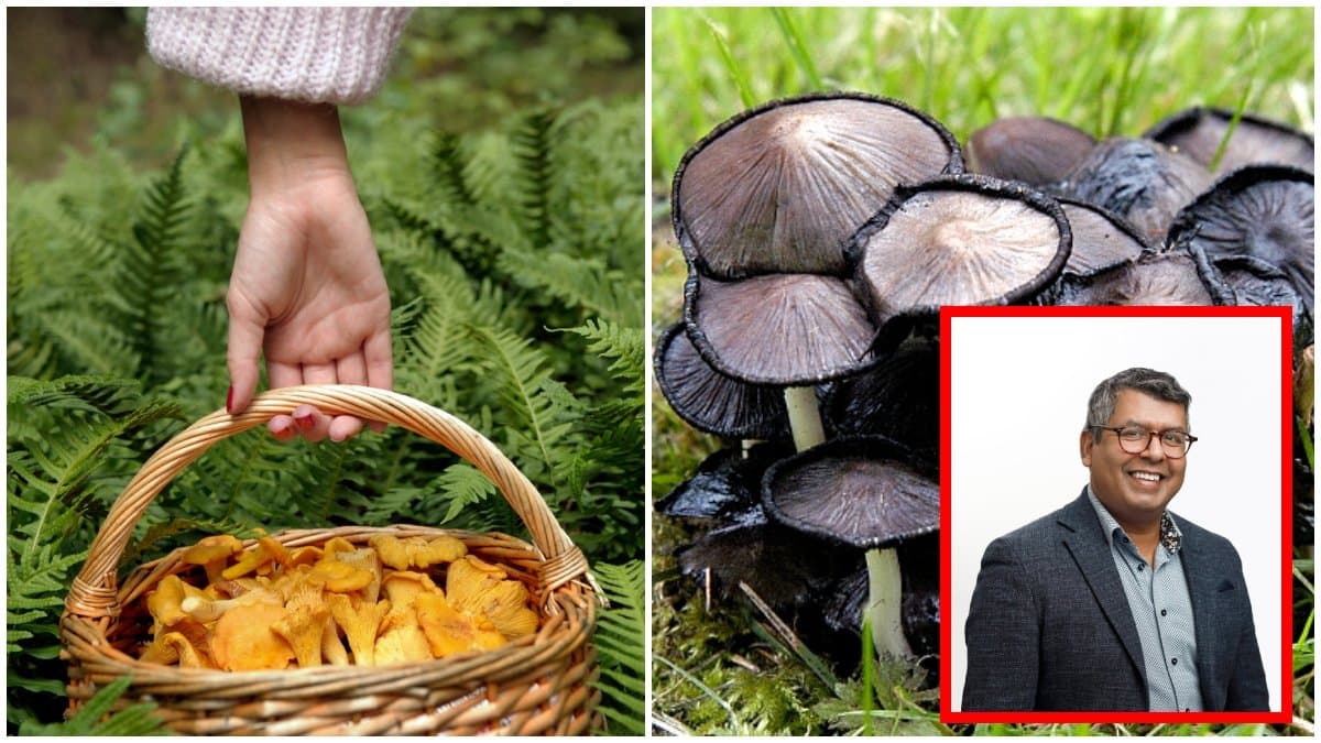 En korg med kantareller, grå bläcksvamp och en bild på en svampexpert.
