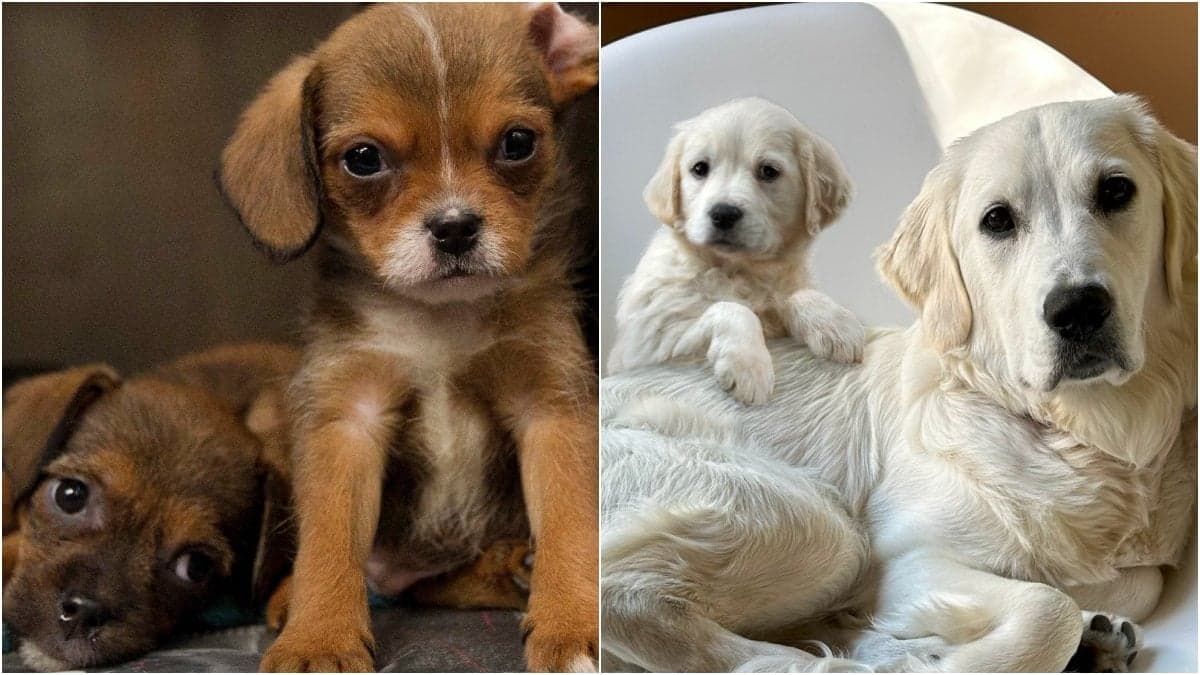 Är du sugen på att skaffa hund? Här är de 20 populäraste valpnamnen just nu.