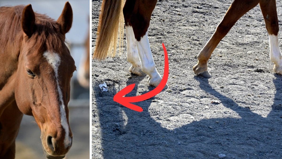 Bilden är en genrebild, hästen på bilden är inte den som rymt.