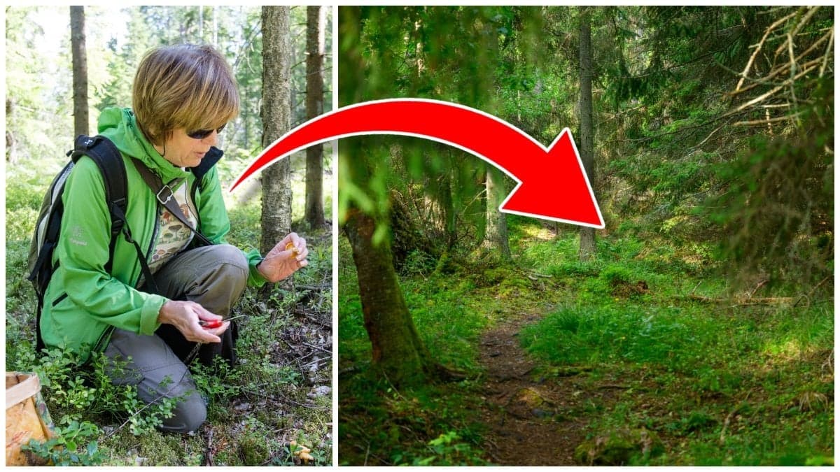 Kvinna som plockar svamp och en stig i skogen