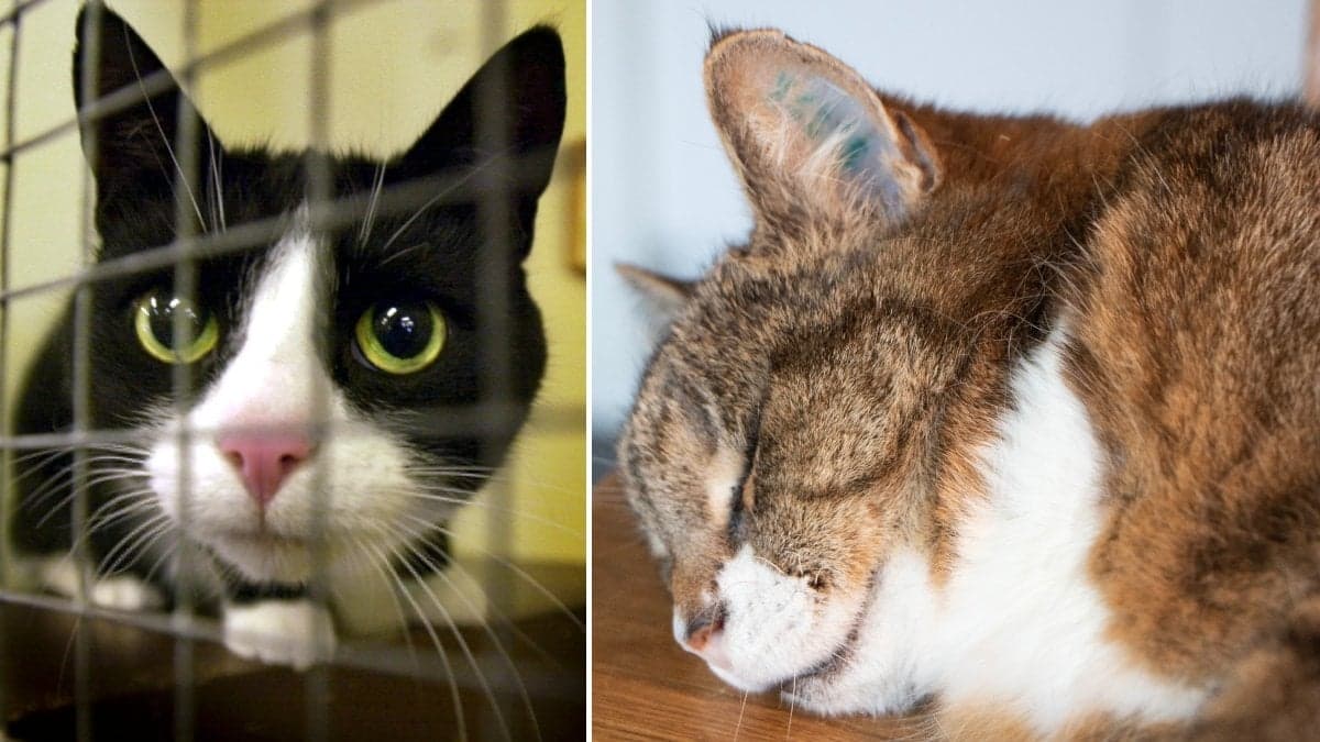 Katt i but och katt som ligger och sover med id-märkning i örat.
