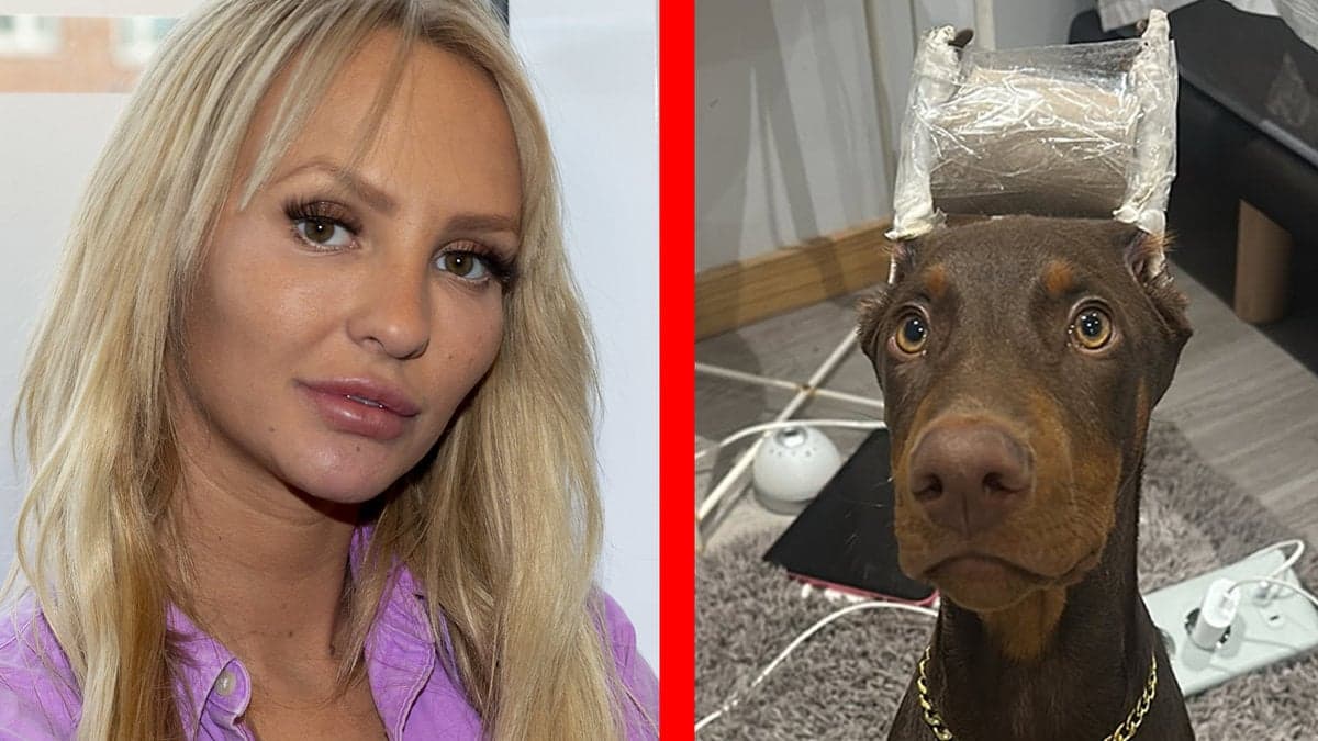 Paow har kuperat hunden Ponzis öron