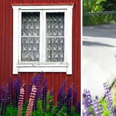 Lupiner vid en stuga och lupiner vid en vägkant.