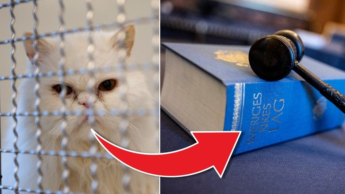Katt i bur och svenska lagboken.