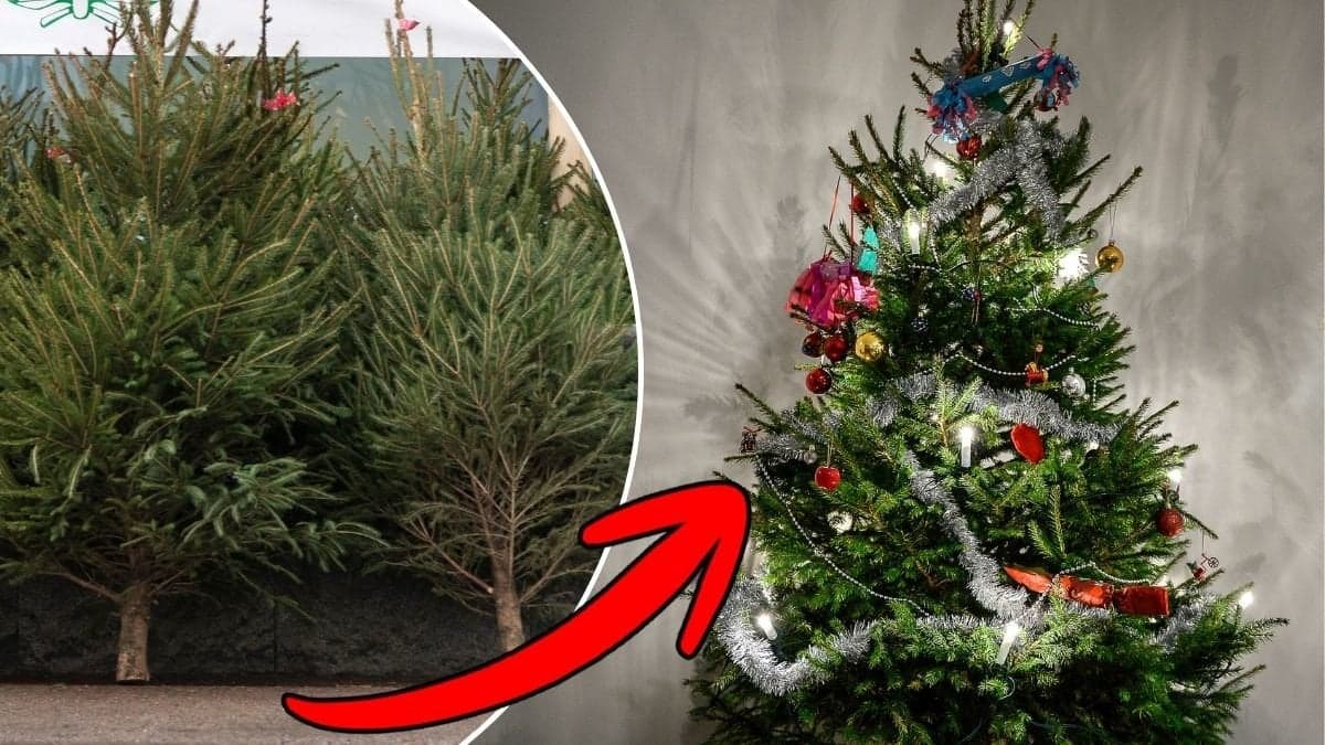 Bilder på julgranar med och utan julpynt.