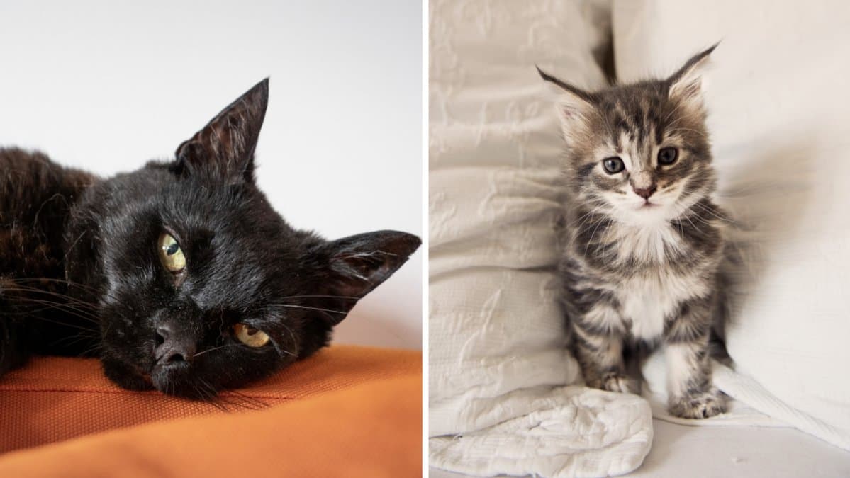 Hur vet man om en katt är glad?