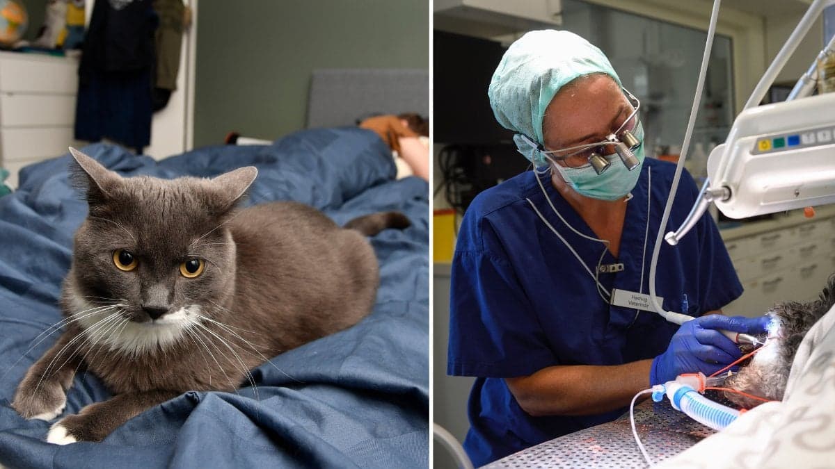 Katt, veterinär