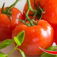 Bildre på tomater och tomatplantor.