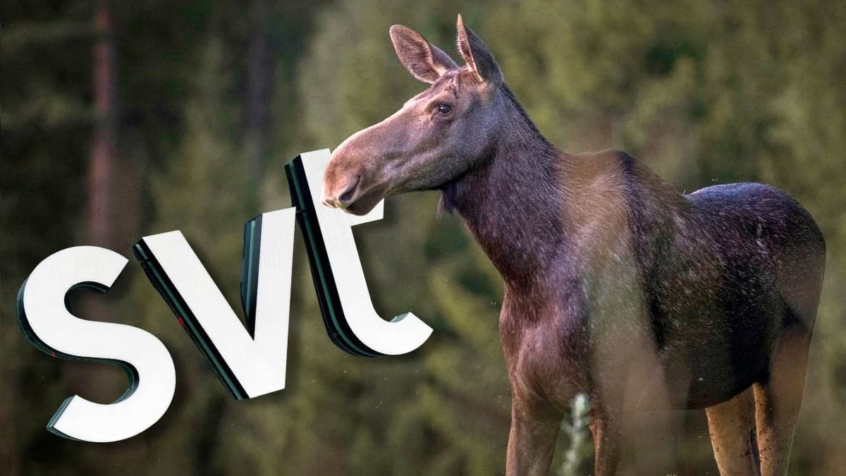 SVT:s logga och en älg i skogen