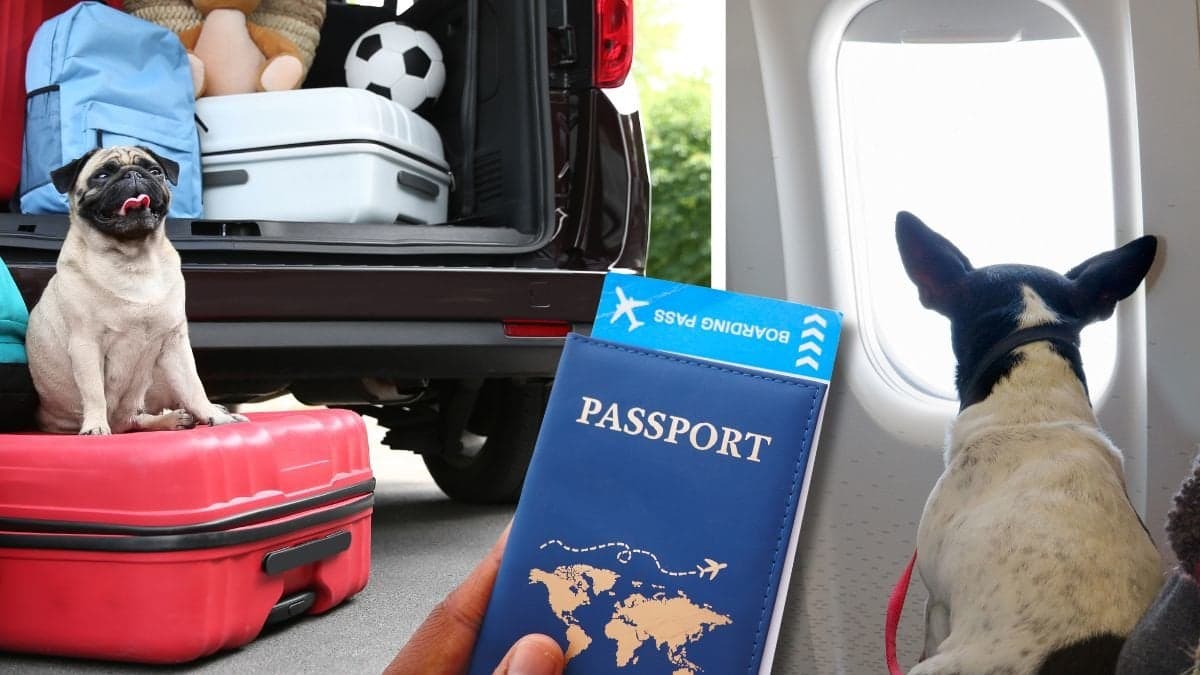 Hund som sitter på en resväska vid en bil och en hund på ett flygplan.