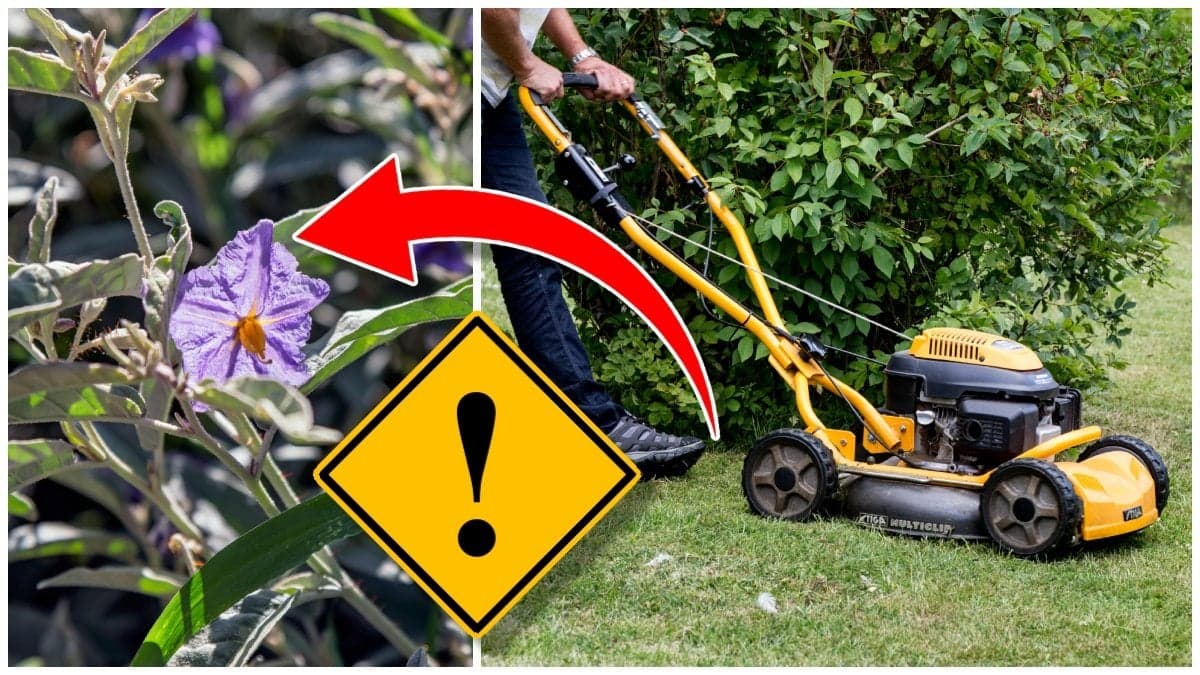 Silverskatta och person som klipper gräset